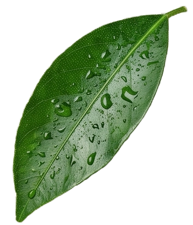 Hoja