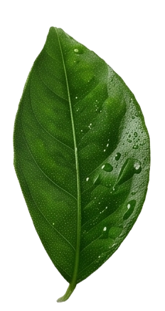 Hoja