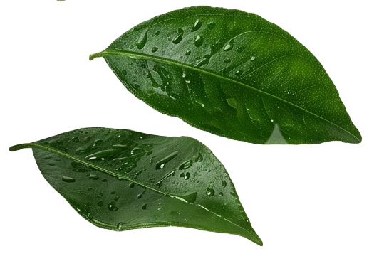 Hojas